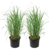 Struisriet - Set van 2 - Calamagrostis 'Karl Foerster' - Hoogte 40-60cm - ⌀23cm
