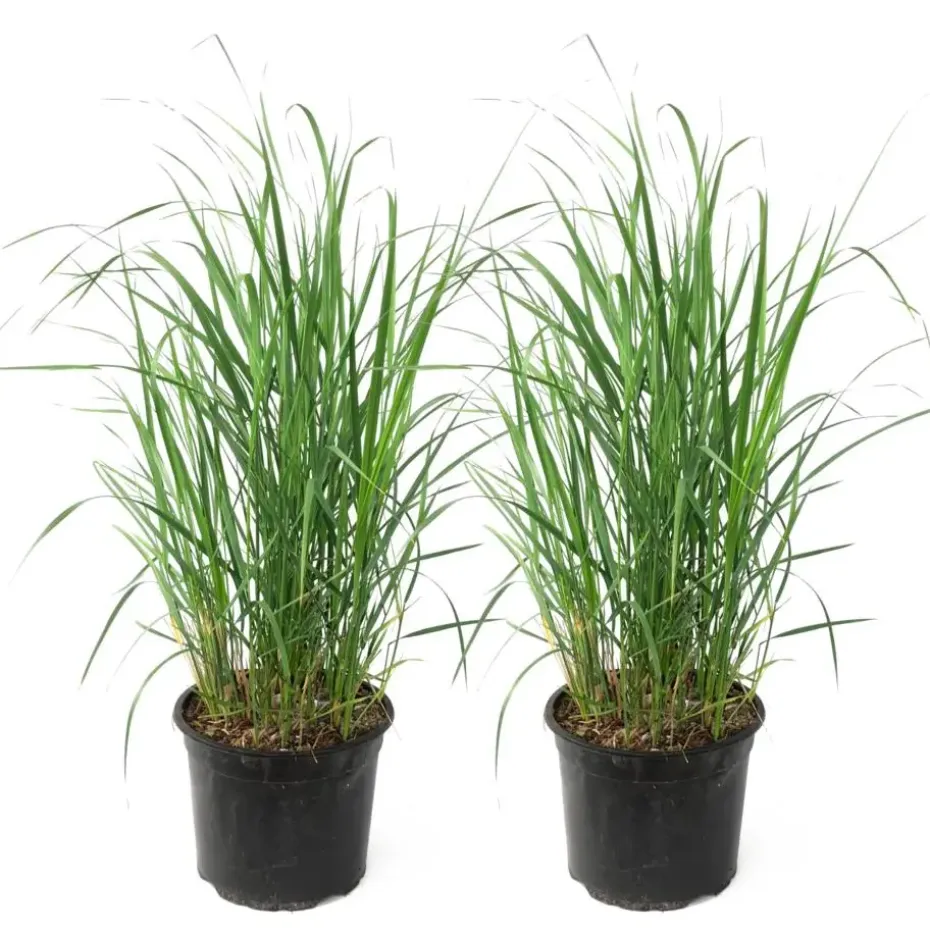 Struisriet - Set van 2 - Calamagrostis 'Karl Foerster' - Hoogte 40-60cm - ⌀23cm
