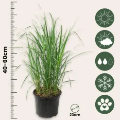 Struisriet - Set van 2 - Calamagrostis 'Karl Foerster' - Hoogte 40-60cm - ⌀23cm