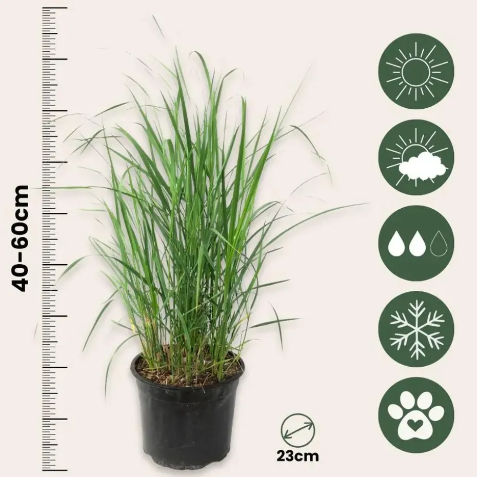 Struisriet - Set van 2 - Calamagrostis 'Karl Foerster' - Hoogte 40-60cm - ⌀23cm