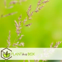 Struisriet - Set van 2 - Calamagrostis 'Karl Foerster' - Hoogte 40-60cm - ⌀23cm