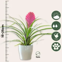 Tillandsia cyanea ‘Pastel’ – Set van 3 met pot – Hoogte 20–30cm – ø7cm