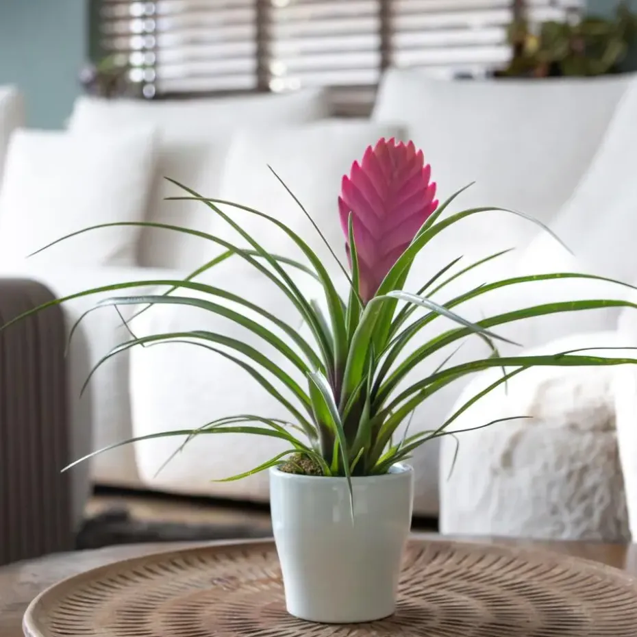 Tillandsia cyanea ‘Pastel’ – Set van 3 met pot – Hoogte 20–30cm – ø7cm