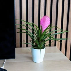 Tillandsia cyanea ‘Pastel’ – Set van 3 met pot – Hoogte 20–30cm – ø7cm