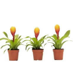 Tillandsia Vriesea 'Dorado' - Set van 3 - Hoogte 15-25cm - ø7cm