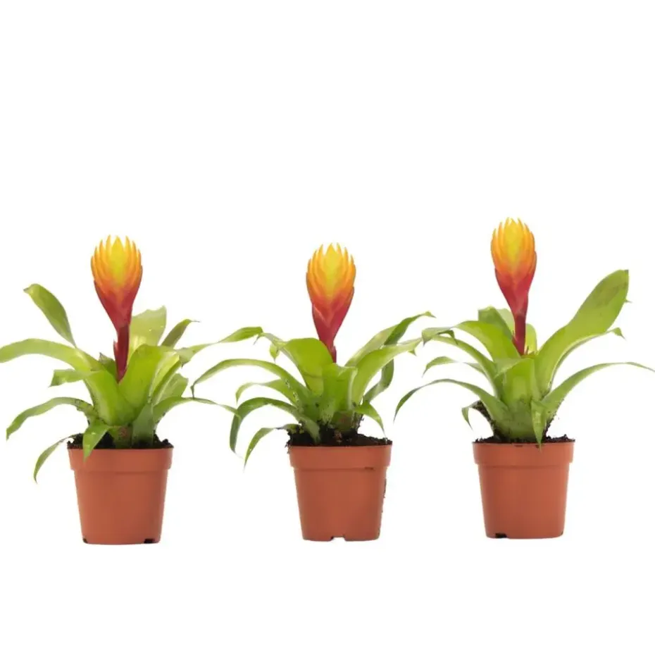 Tillandsia Vriesea 'Dorado' - Set van 3 - Hoogte 15-25cm - ø7cm