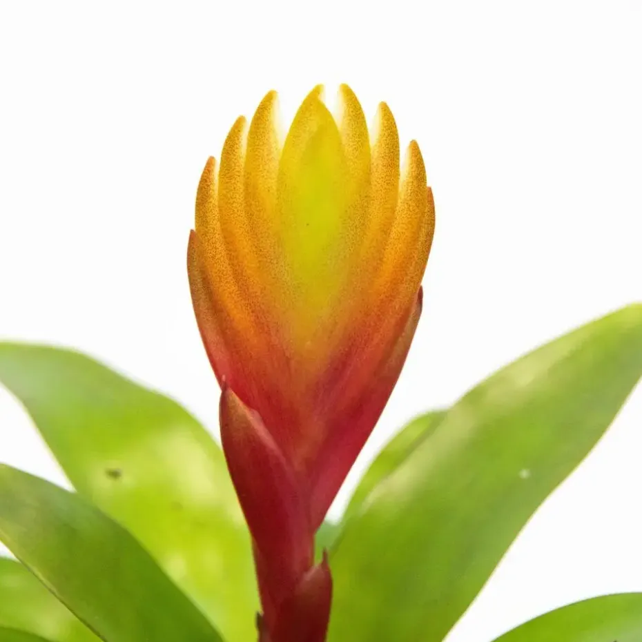 Tillandsia Vriesea 'Dorado' - Set van 3 - Hoogte 15-25cm - ø7cm
