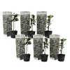 Toscaanse jasmijn - Set van 6 - Trachelospermum jasm. - Hoogte 25-40cm - ⌀9cm