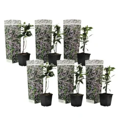 Toscaanse jasmijn - Set van 6 - Trachelospermum jasm. - Hoogte 25-40cm - ⌀9cm