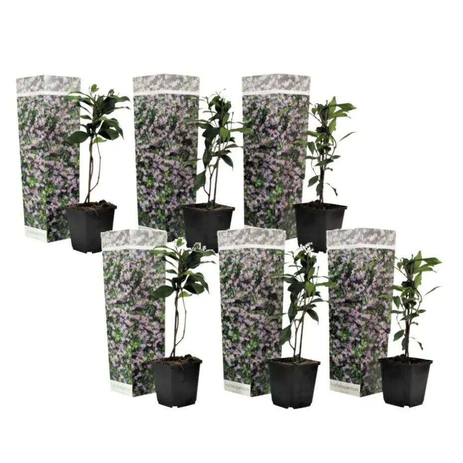 Toscaanse jasmijn - Set van 6 - Trachelospermum jasm. - Hoogte 25-40cm - ⌀9cm