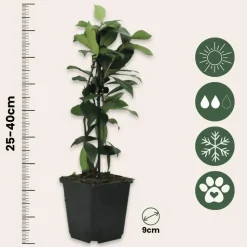 Toscaanse jasmijn - Set van 6 - Trachelospermum jasm. - Hoogte 25-40cm - ⌀9cm