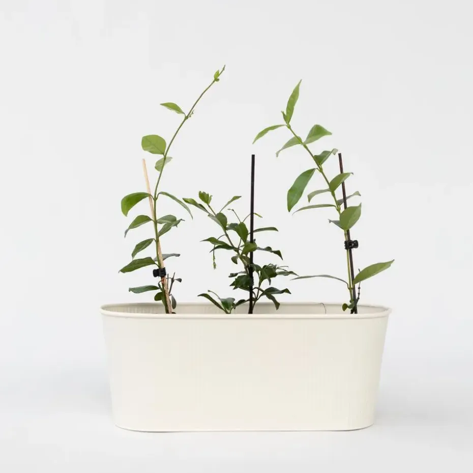 Toscaanse jasmijn - Set van 6 - Trachelospermum jasm. - Hoogte 25-40cm - ⌀9cm