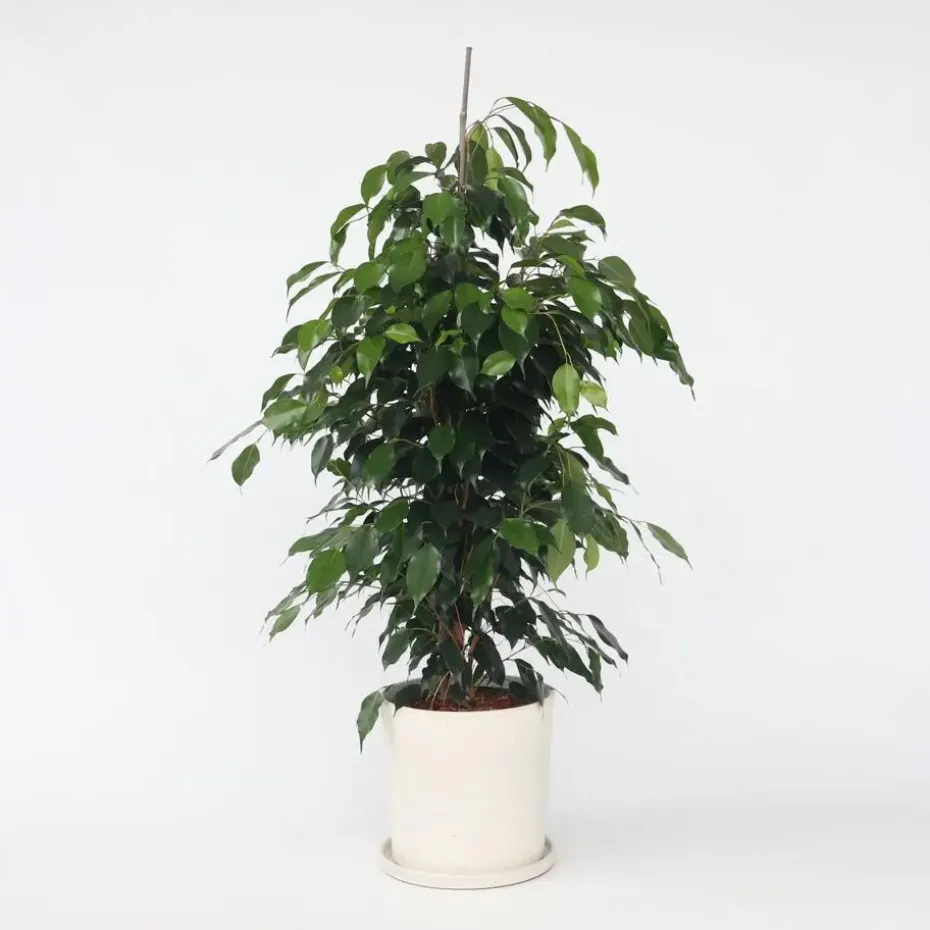 Treurvijg - Ficus benjamina 'Danielle' - Hoogte 100-110cm - ⌀21cm