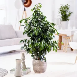 Treurvijg - Ficus benjamina 'Danielle' - Hoogte 100-110cm - ⌀21cm