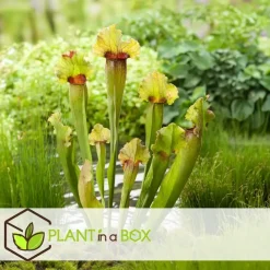 Trompetbekerplant - Set van 3 - Sarracenia purpurea - Hoogte 10cm - ⌀5,5cm