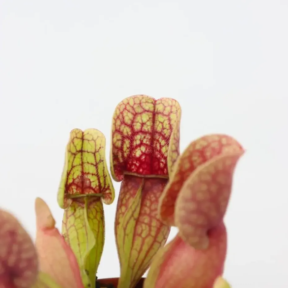 Trompetbekerplant - Set van 6 - Sarracenia purpurea - Hoogte 15-20cm - ⌀5,5cm