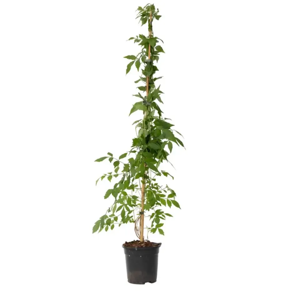 Trompetbloem - Campis radicans 'Flava' - Hoogte 110-120cm - ⌀17cm