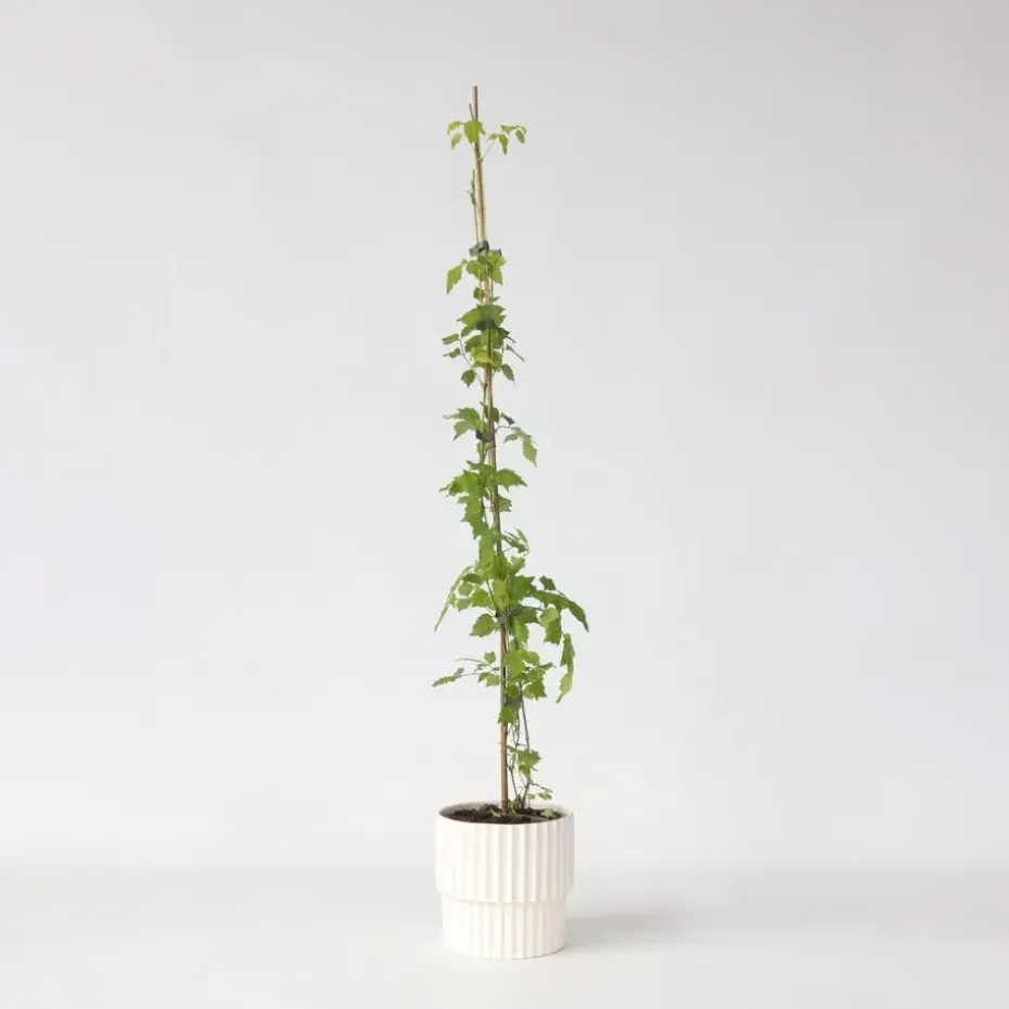 Trompetbloem - Campsis radicans - Hoogte 110-120cm - ⌀17cm