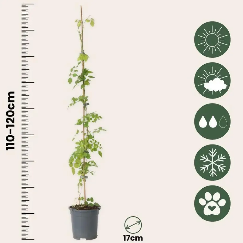 Trompetbloem - Campsis radicans - Hoogte 110-120cm - ⌀17cm