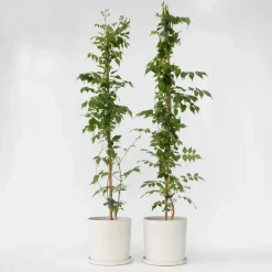 Trompetbloem - Set van 2 - Campsis 'Mme Galen' - Hoogte 110-120cm - ⌀17cm
