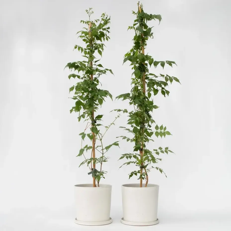 Trompetbloem - Set van 2 - Campsis 'Mme Galen' - Hoogte 110-120cm - ⌀17cm
