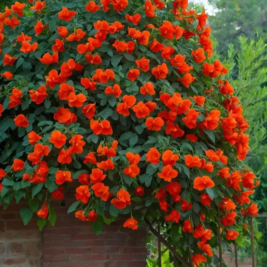 Trompetbloem - Set van 2 - Campsis 'Mme Galen' - Hoogte 110-120cm - ⌀17cm