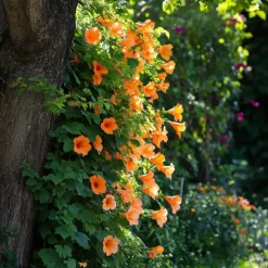 Trompetbloem - Set van 2 - Campsis radicans - Hoogte 110-120cm - ⌀17cm