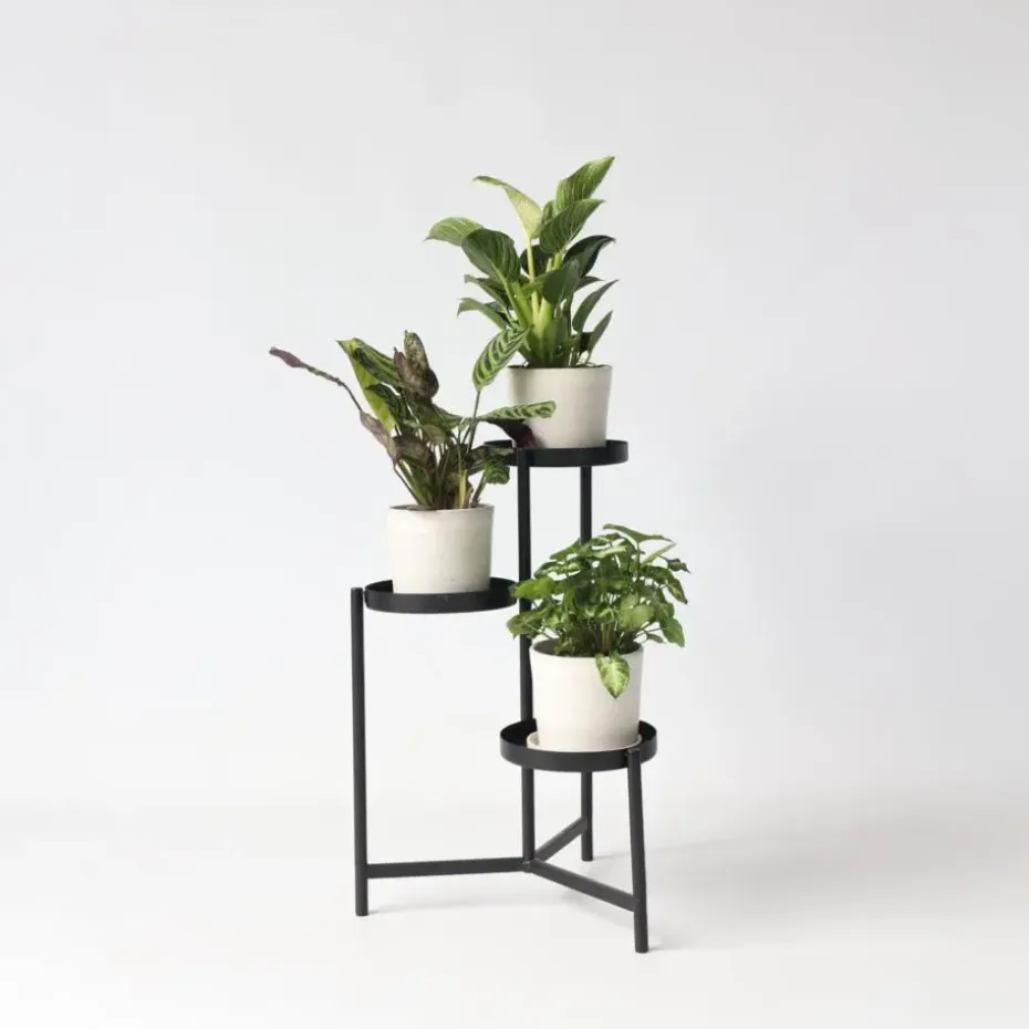 Tropische kamerplanten - Set van 3 - Hoogte 25-40cm - ⌀12cm