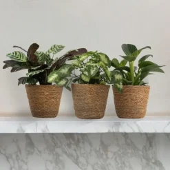 Tropische kamerplanten - Set van 3 - Hoogte 25-40cm - ⌀12cm