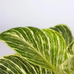 Tropische kamerplanten - Set van 3 - Hoogte 25-40cm - ⌀12cm