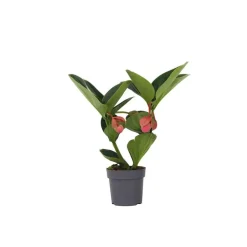 Trosbloem - Medinilla magnifica - Hoogte 40-50cm - ⌀14cm