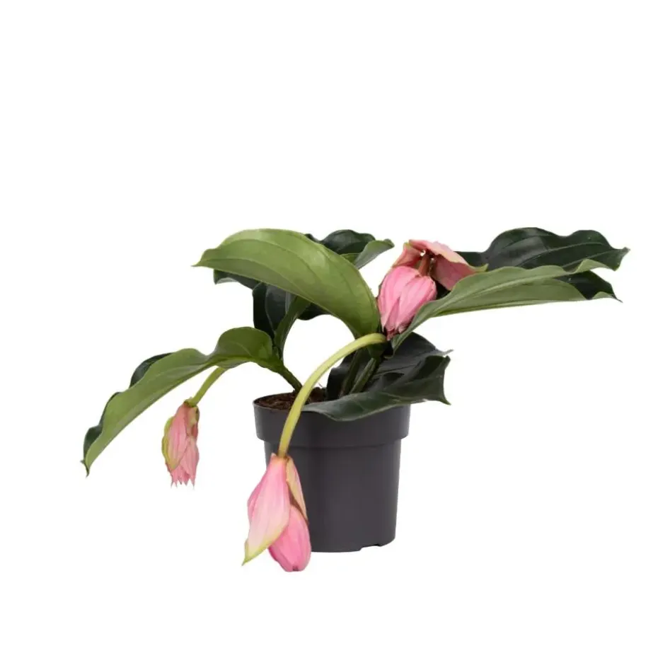 Trosbloem - Medinilla magnifica - Hoogte 40-50cm - ⌀17cm