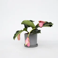 Trosbloem - Medinilla magnifica - Hoogte 40-50cm - ⌀17cm