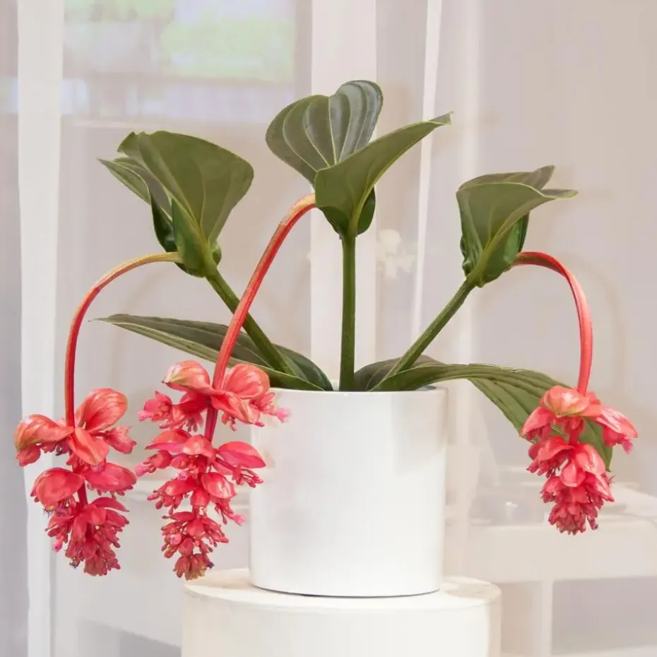 Trosbloem - Medinilla magnifica - Hoogte 40-50cm - ⌀17cm