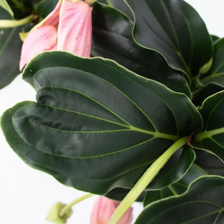 Trosbloem - Medinilla magnifica - Hoogte 40-50cm - ⌀17cm