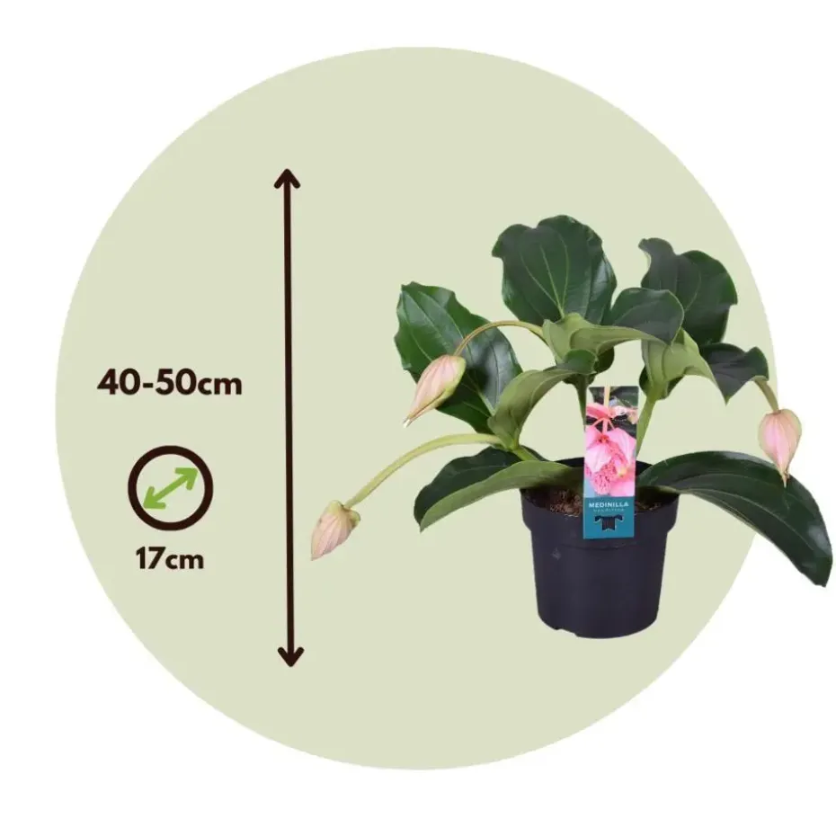 Trosbloem - Medinilla magnifica - Hoogte 40-50cm - ⌀17cm
