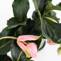 Trosbloem - Medinilla magnifica - Hoogte 40-50cm - ⌀17cm