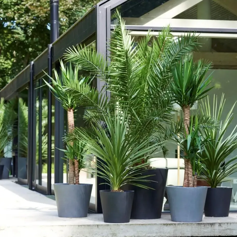 Tuinpalm - Set van 6 - Phoenix Chamaerops Washingtonia - Hoogte 50-70cm - ⌀15cm