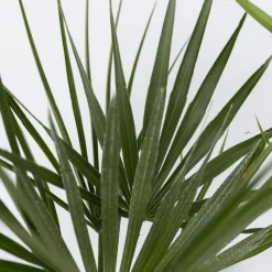 Tuinpalm - Set van 6 - Phoenix Chamaerops Washingtonia - Hoogte 50-70cm - ⌀15cm
