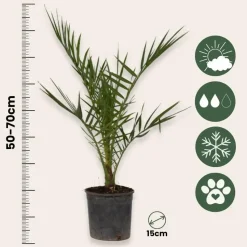 Tuinpalm - Set van 6 - Phoenix Chamaerops Washingtonia - Hoogte 50-70cm - ⌀15cm