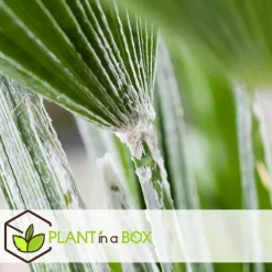 Tuinpalm - Set van 6 - Phoenix Chamaerops Washingtonia - Hoogte 50-70cm - ⌀15cm
