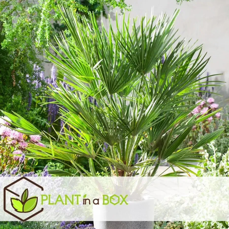 Tuinpalm - Set van 6 - Phoenix Chamaerops Washingtonia - Hoogte 50-70cm - ⌀15cm