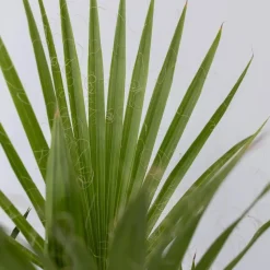 Tuinpalm - Set van 6 - Phoenix Chamaerops Washingtonia - Hoogte 50-70cm - ⌀15cm