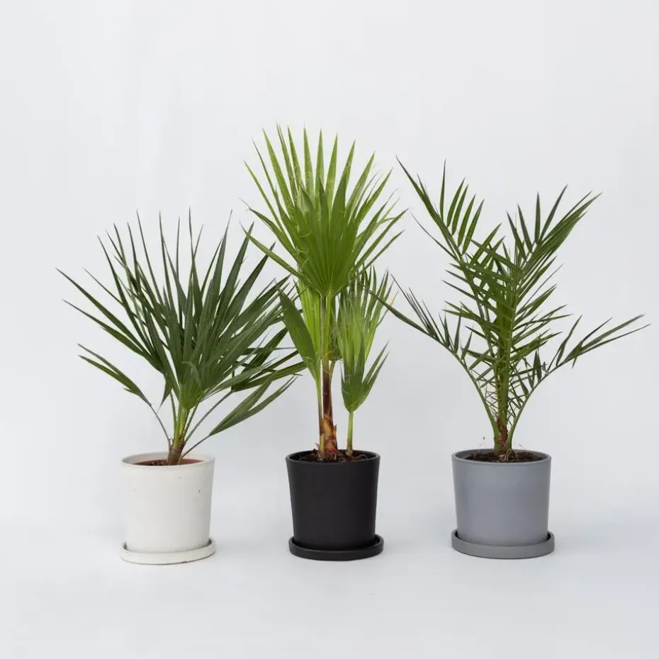 Tuinpalmen met plantenvoeding - Set van 3 - Hoogte 50-70cm - ⌀15cm