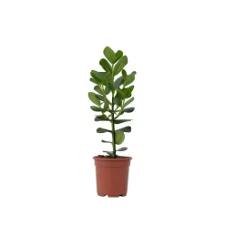 Varkensboom - Clusia rosea 'Princess' - Hoogte 50-60cm - ⌀17cm