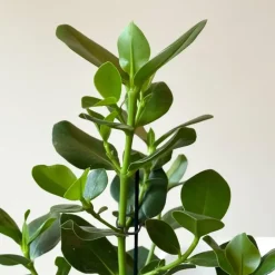 Varkensboom - Clusia rosea 'Princess' - Hoogte 50-60cm - ⌀17cm
