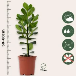Varkensboom - Clusia rosea 'Princess' - Hoogte 50-60cm - ⌀17cm