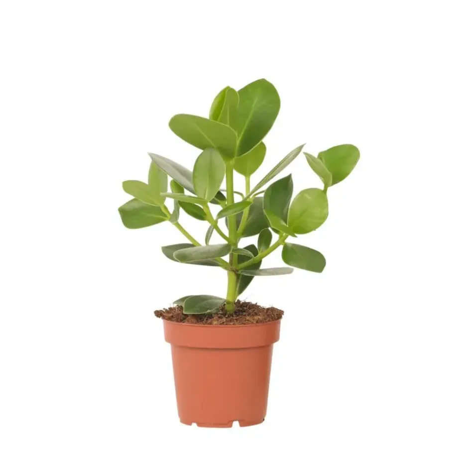 Varkensboom - Clusia rosea 'Princess' - Hoogte 25-35cm - ⌀12cm