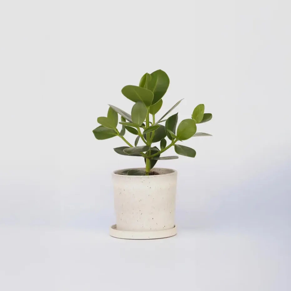 Varkensboom - Clusia rosea 'Princess' - Hoogte 25-35cm - ⌀12cm