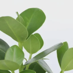 Varkensboom - Clusia rosea 'Princess' - Hoogte 25-35cm - ⌀12cm
